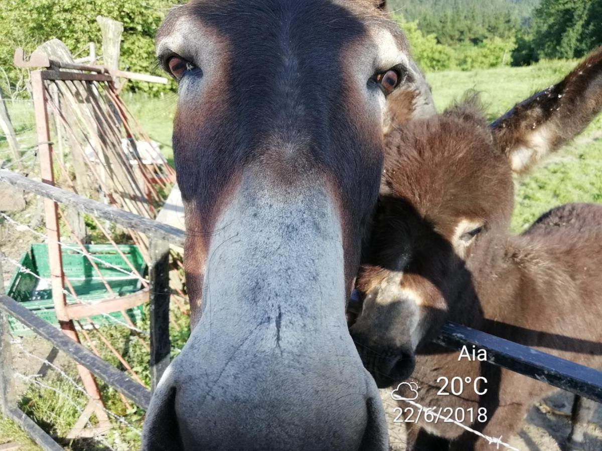 אוריו Agroturismo Pagoederraga מראה חיצוני תמונה